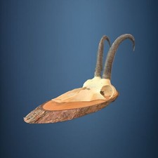 162CAM Trofeo di caccia di camoscio 22cm