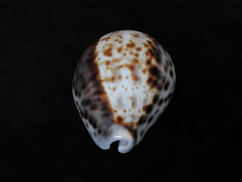 Sea shell cypraea - cypraea, tigris