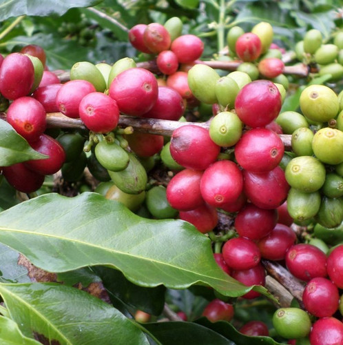 Semi caffè gayo - di,