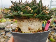 Raro Cactus Euphorbia