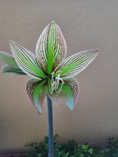 Hippeastrum papilio hyb.  x Iguazuanum - 10 seeds, Amaryllis