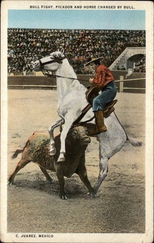 Bull fight picador cavallo - bull,