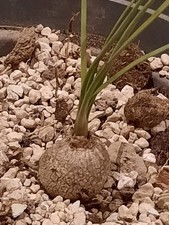 Calibanus hookeri - PIANTA DEL