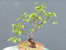 Bonsai olmo campestre 40x10cm - olmo,