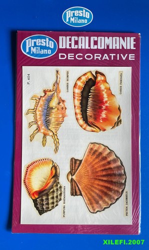 Conchiglie specie marine - conchiglie,