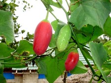 Scarlattina tindora zucca - -,