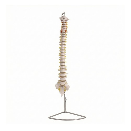 Modello didattico della - modello,
