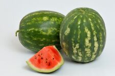 Anguria Dolce Lungo Classico - Dolce Lungo Italiano 10+ semi Cl 021