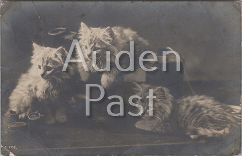 Rppc dogs and cat studio - rppc,