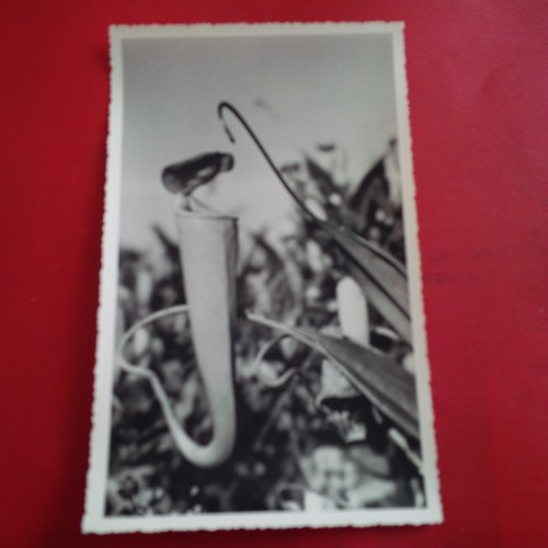 Photo fleur madagascar stavy - fleur,
