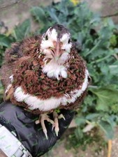 UOVA FECONDE DI QUAGLIA JUMBO IN COLORAZIONI PARTICOLARISSIME