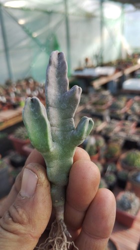 Caralluma flava desmidorchis - caralluma,