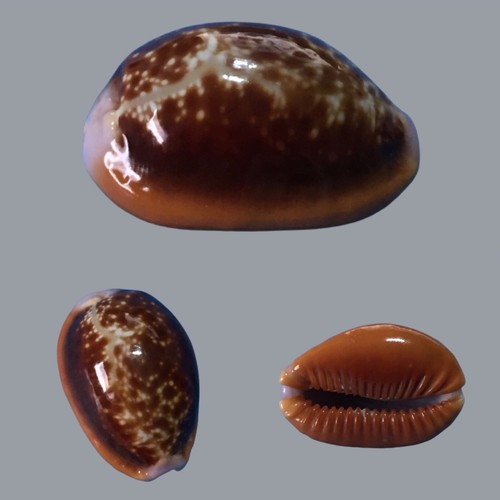 Cypraea helvola argella diego - cypraea, argella,