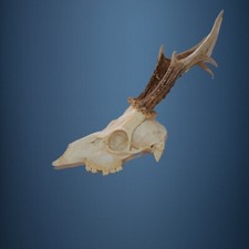 358CA Trofeo di capriolo 416g