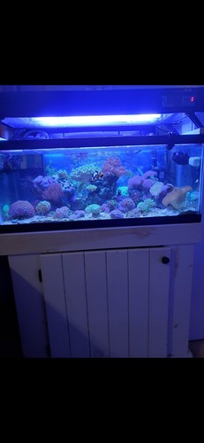 Saltwater aquarium supplies - aquarium,