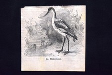 La monachina Engraving 1885