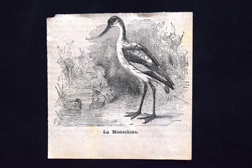 Monachina incisione del - la,