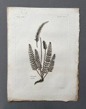 Incisione antica, botanica