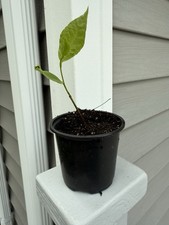 Pawpaw Tree Asimina Triloba