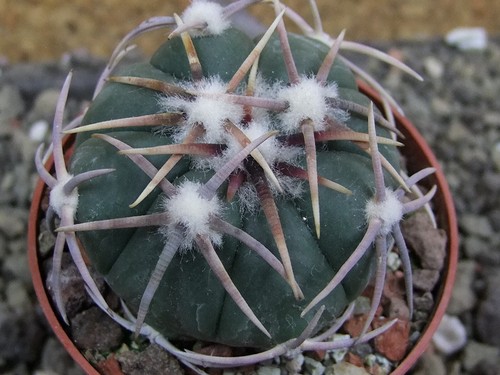 5k37 echinocactus - 5k37+,