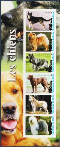 Cani animali domestici - cani,