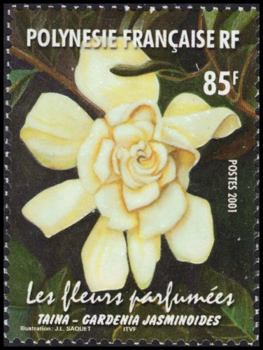 Polinesia francese 814 - polinesia,