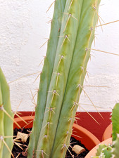 - San🌵Pedro 50 CMS ALTO - 7