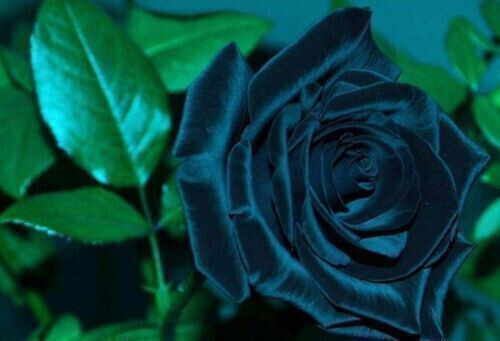 Semi rosa blu notte - blu,