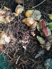 lombrichi rossi  californiani