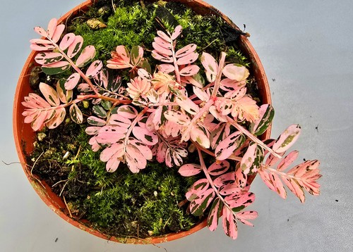 Bellissimo phyllanthus - bellissimo,