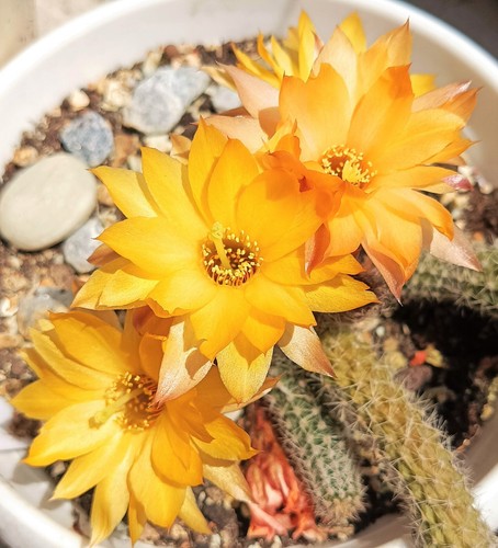 Chamacereus echinopsis - chamacereus,