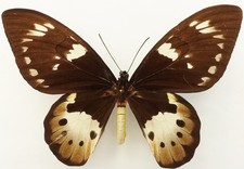 ORNITHOPTERA TITHONUS MAKIKOAE