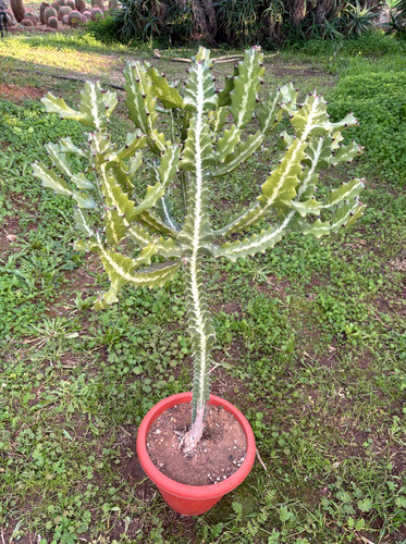 Euphorbia lactea pianta da - euphorbia,