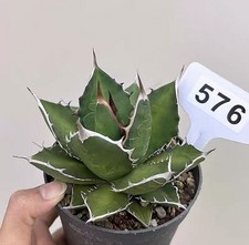 1pcs 10cm sale - 1pcs, rare