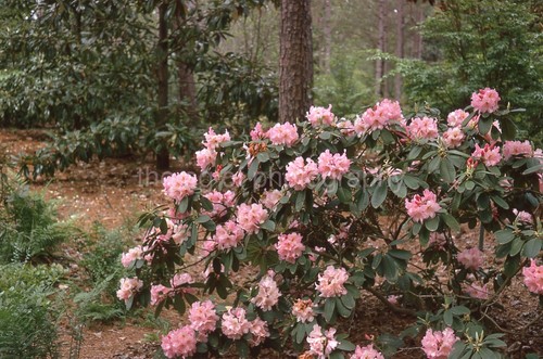 Busto rododendro selvatico - busto,