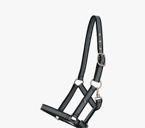 Qhp halfter fohlen collezione - qhp,