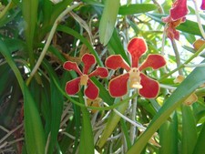 Vanda mariae Bloom size Bare
