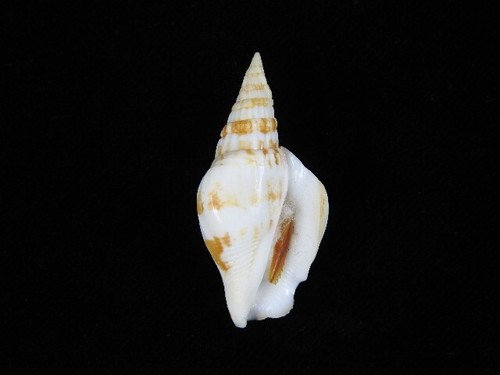 Sea shell strombus - shell,