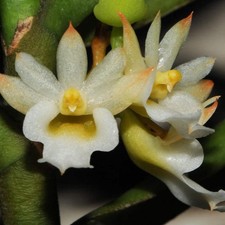 Calyptrochilum Orchidea – 10