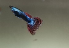 Pesci Tropicale Guppy Mix