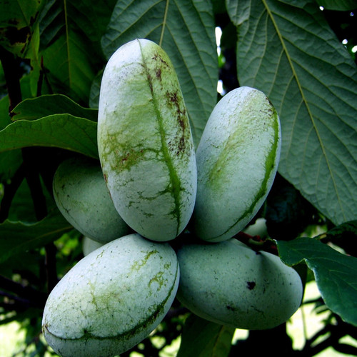 Albero frutto zampa - frutto,