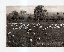 SARDEGNA RICCHEZZA DI PASCOLI
