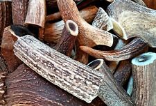 Corna di cervo per cani XS S M L XL XXL