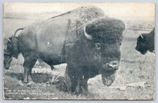 Antico bisonte di bufalo King