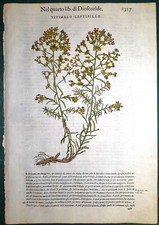 Stampa antica MATTIOLI