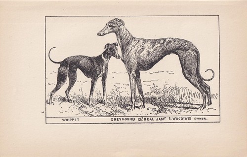 Stampa 1900 whippet - 1900,
