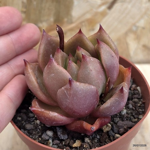 Echeveria agavoides romeo vaso - echeveria,