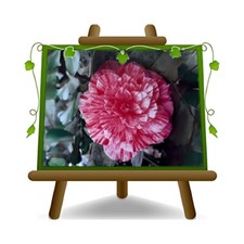 Camelia Japonica Rosa Marianna