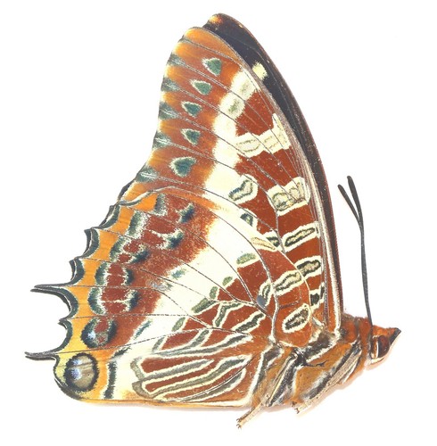 Lepidoptera nymphalidae - lepidoptera,,