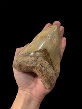 Megalodon Shark Tooth Fossil